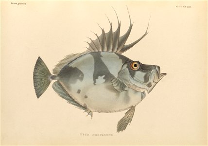 n490_w1150