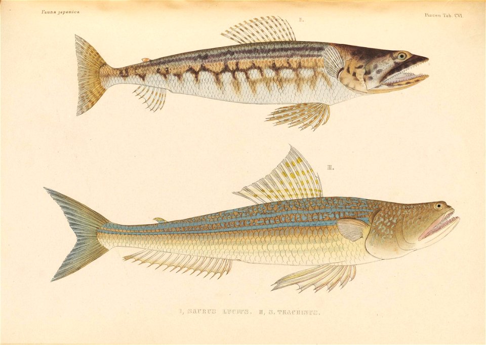 n578_w1150