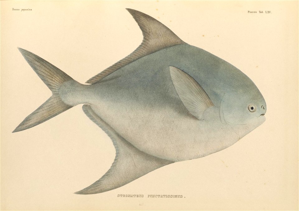 n488_w1150