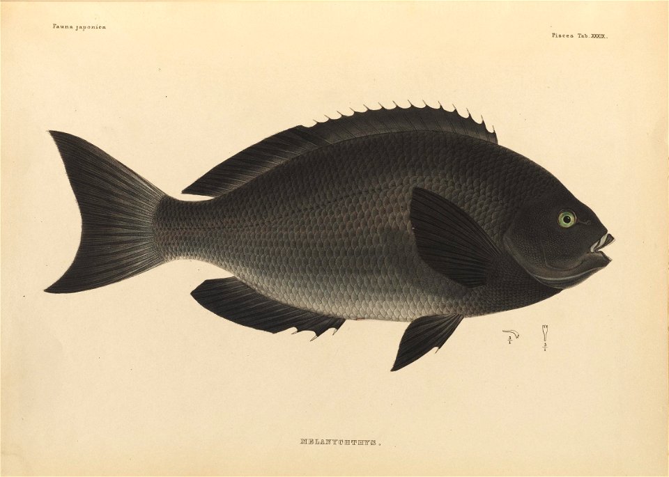 n436_w1150