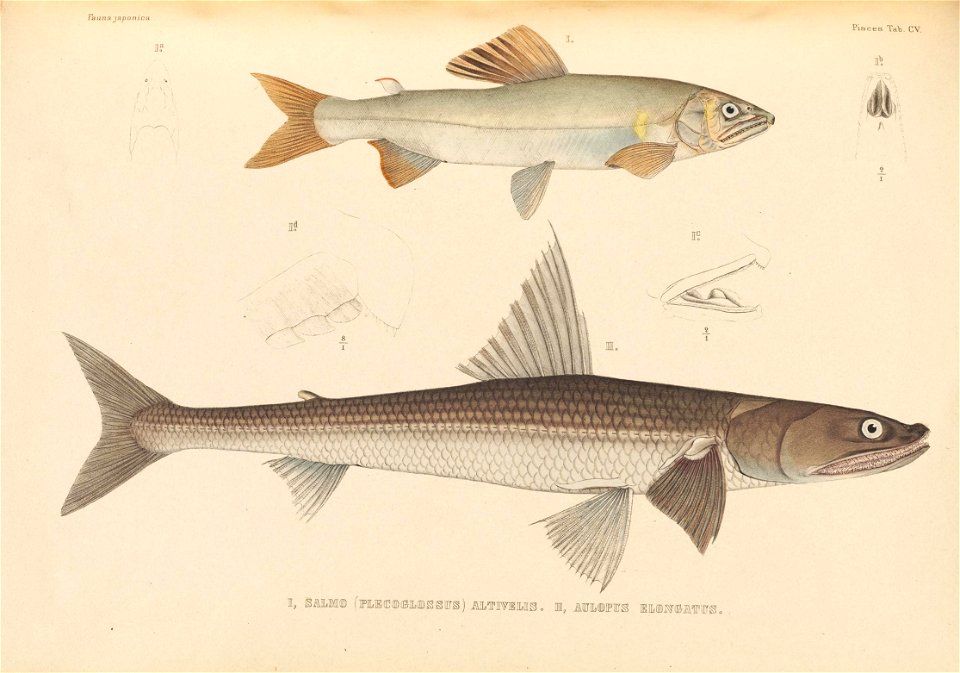 n576_w1150