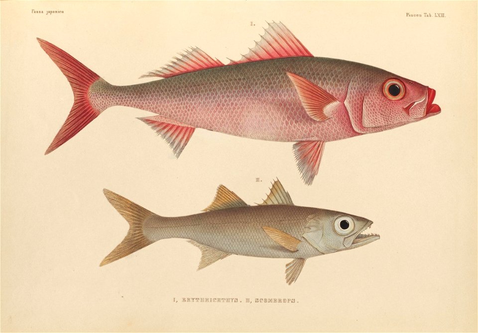 n484_w1150
