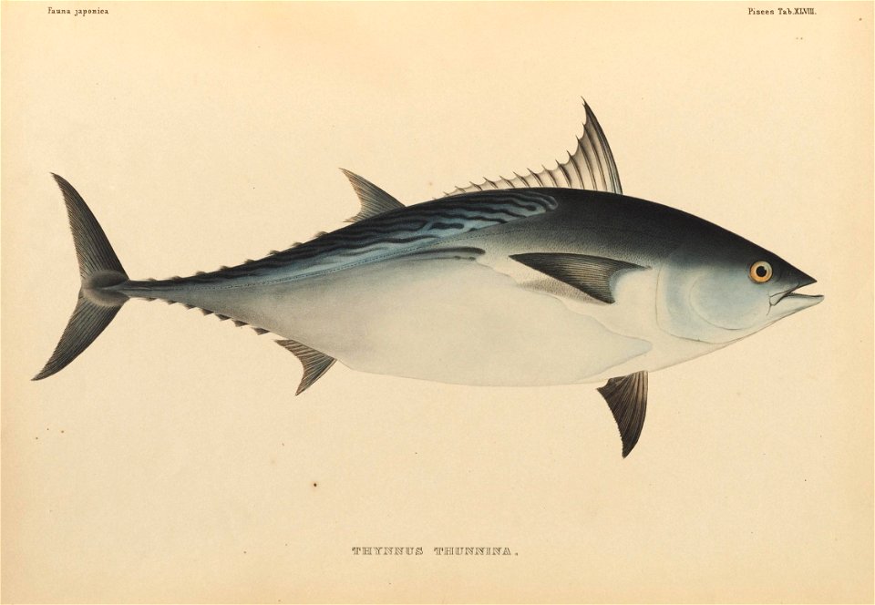 n454_w1150