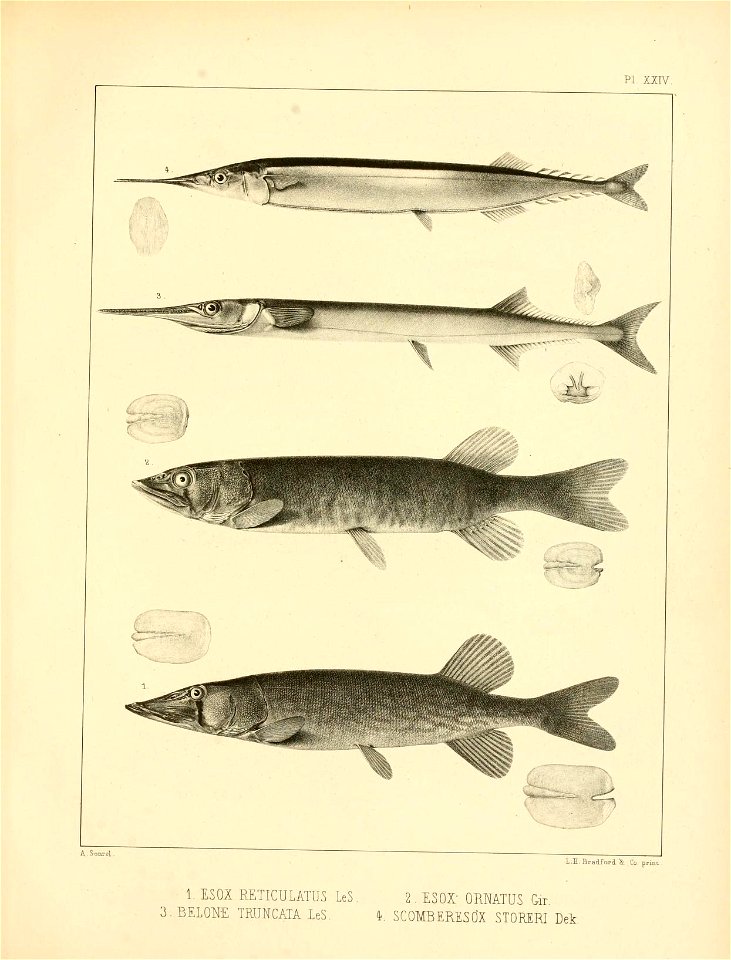 n346_w1150