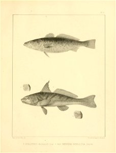 n316_w1150