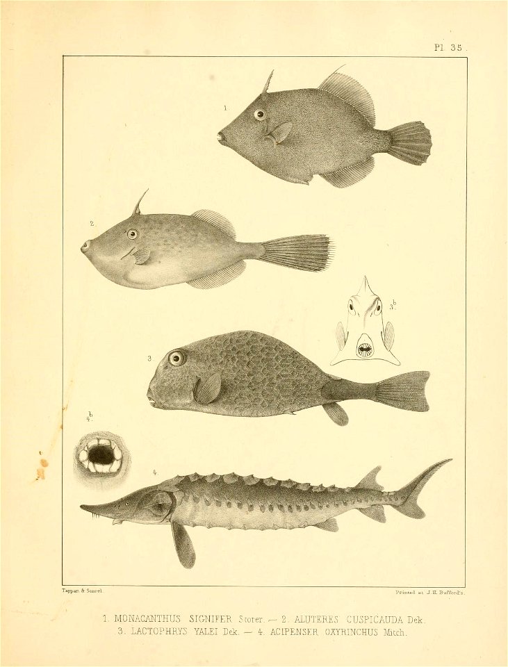 n368_w1150