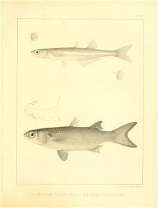 n330_w1150