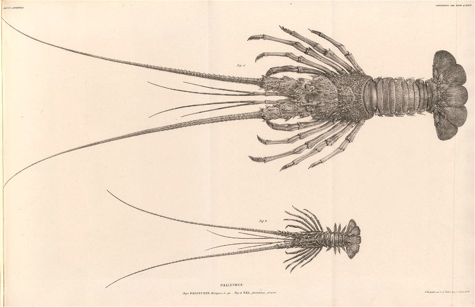 n409_w1150