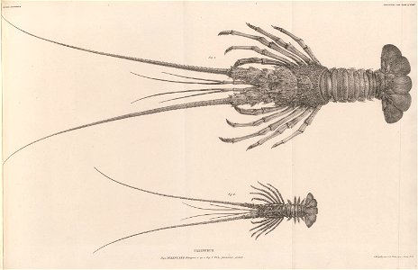 n409_w1150