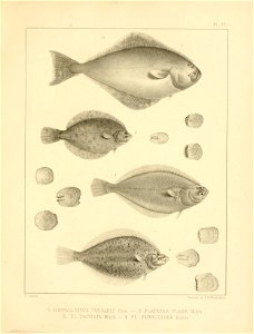 n358_w1150