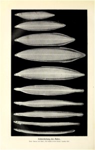 n435_w1150