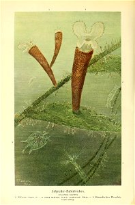 n355_w1150