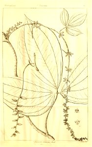 n135_w1150