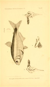 n336_w1150