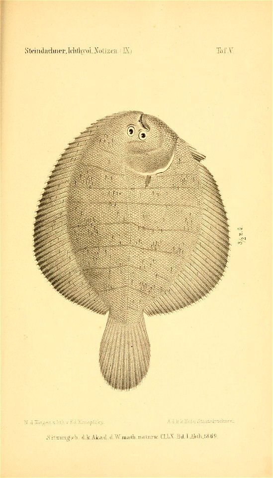 n338_w1150