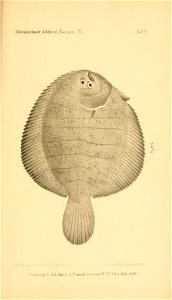 n338_w1150