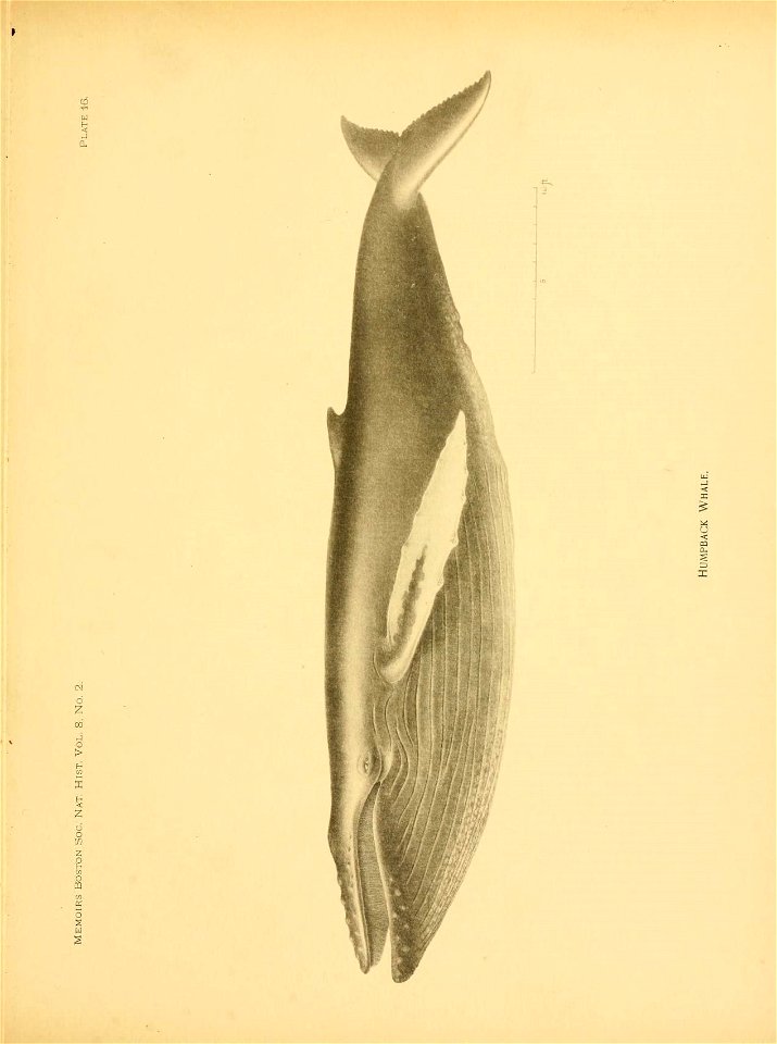 n228_w1150