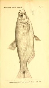 n50_w1150