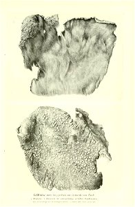n688_w1150