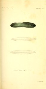 n296_w1150