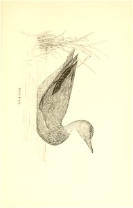 n172_w1150