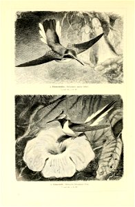 n371_w1150