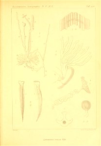 n296_w1150