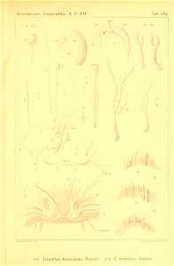 n512_w1150