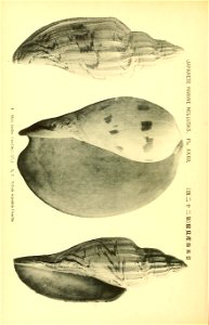 n339_w1150