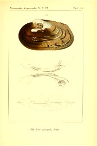 n448_w1150