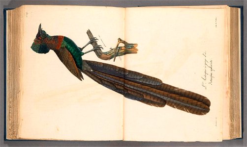 n461_w1150