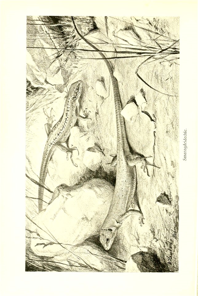 n225_w1150