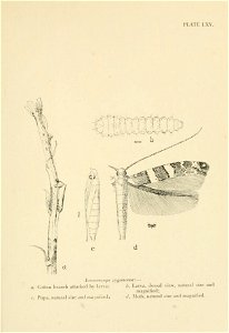 n746_w1150
