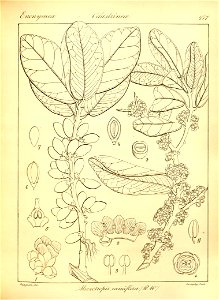 n305_w1150