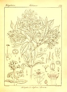 n355_w1150