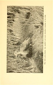 n336_w1150