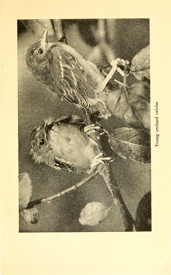 n196_w1150