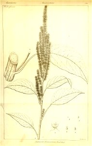 n446_w1150