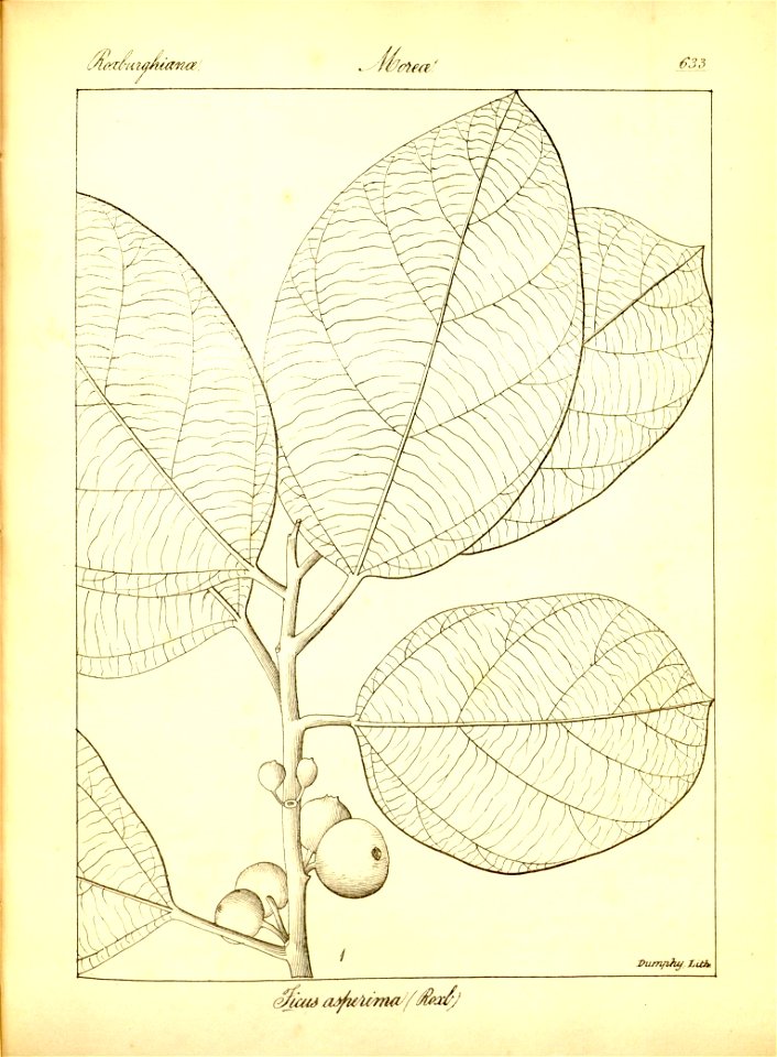 n359_w1150