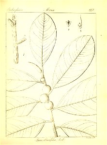 n388_w1150