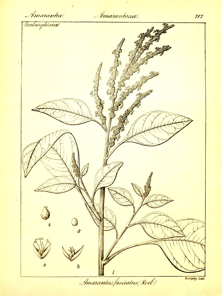 n443_w1150