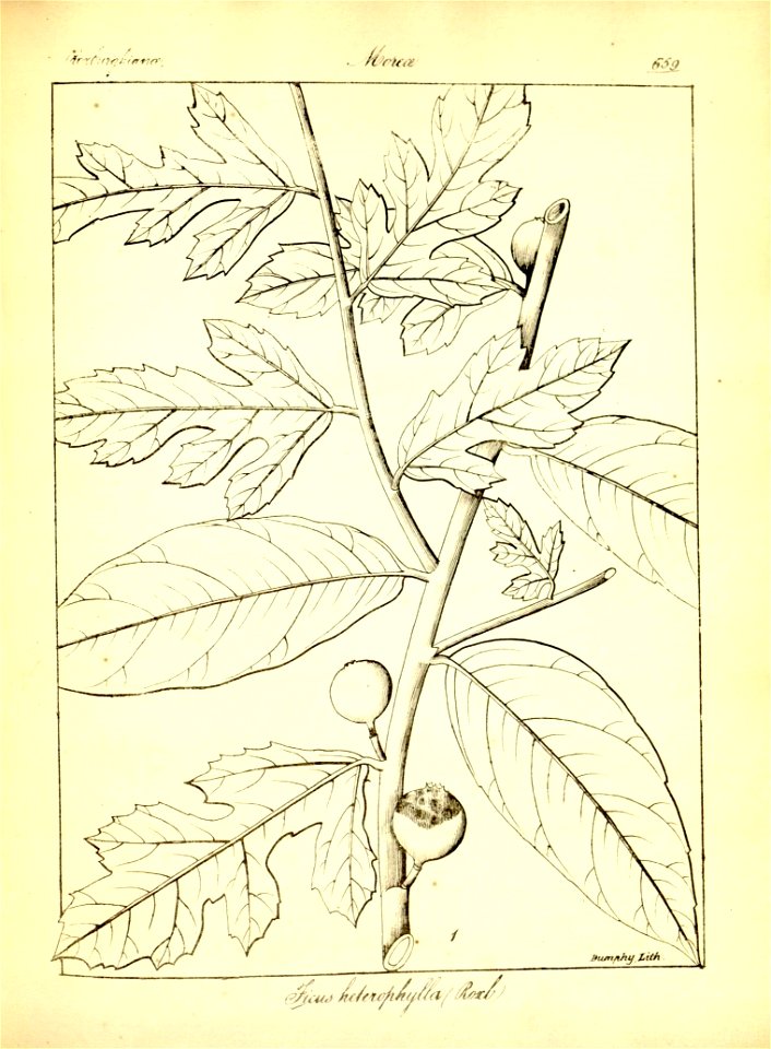 n385_w1150