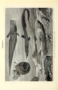 n397_w1150