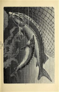 n200_w1150