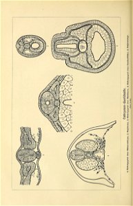 n61_w1150