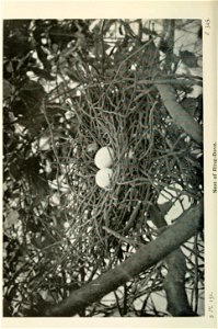 n507_w1150