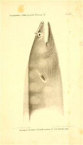 n380_w1150