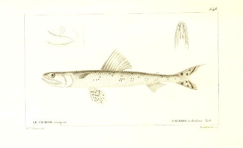 n300_w1150