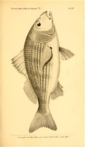 n288_w1150