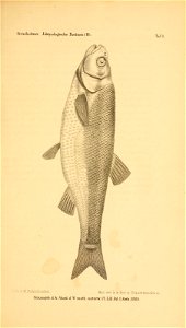 n36_w1150